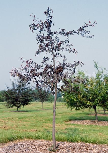 Red blooms; Deciduous; Broadleaf