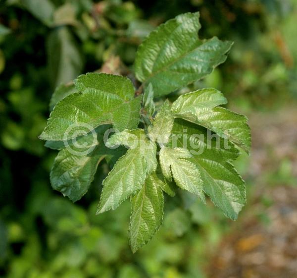 White blooms; Pink blooms; Deciduous; Broadleaf