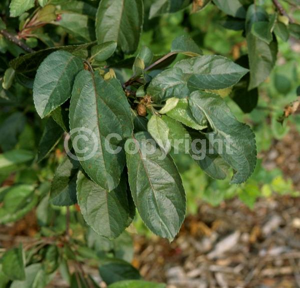 White blooms; Pink blooms; Deciduous; Broadleaf