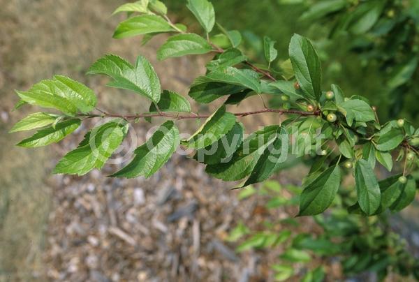 White blooms; Deciduous; Broadleaf