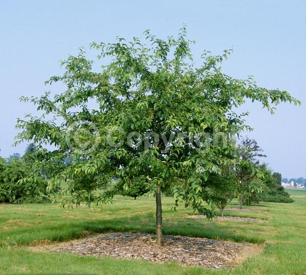 White blooms; Deciduous; Broadleaf