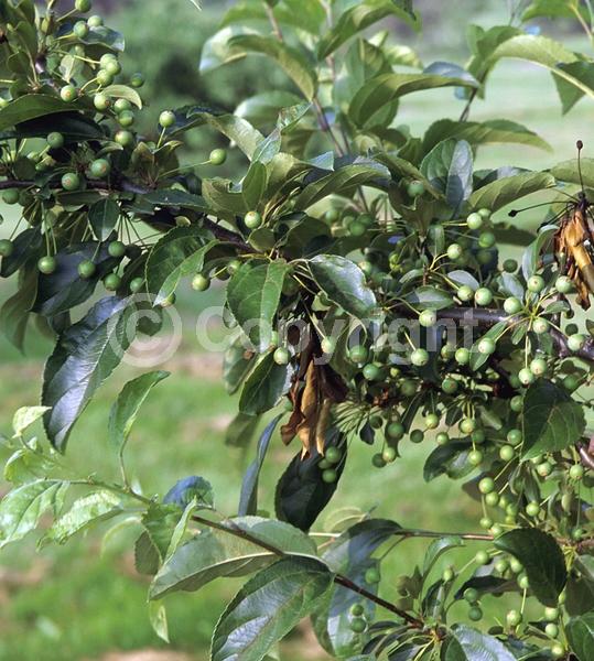 White blooms; Deciduous; Broadleaf