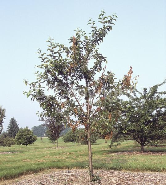 White blooms; Deciduous; Broadleaf