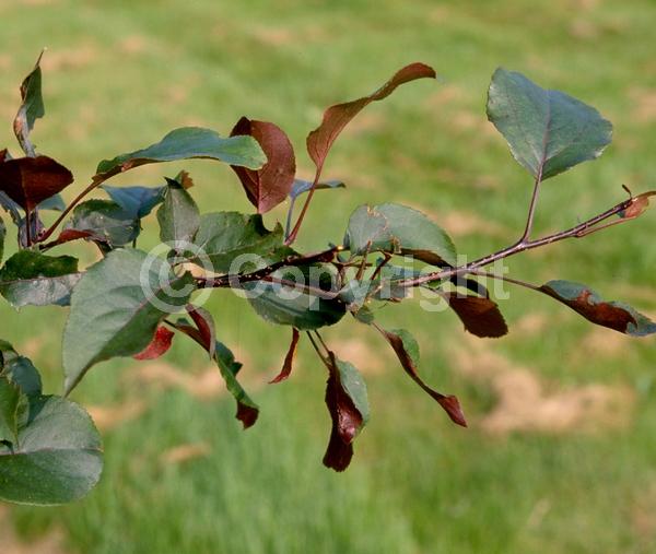 White blooms; Pink blooms; Deciduous; Broadleaf