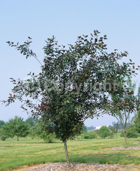White blooms; Pink blooms; Deciduous; Broadleaf