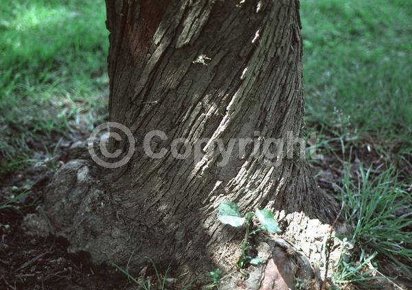 White blooms; Pink blooms; Semi-evergreen; Deciduous; North American Native