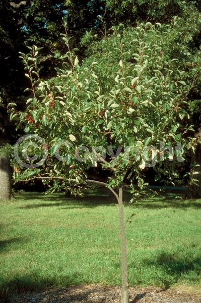 White blooms; Deciduous; Broadleaf