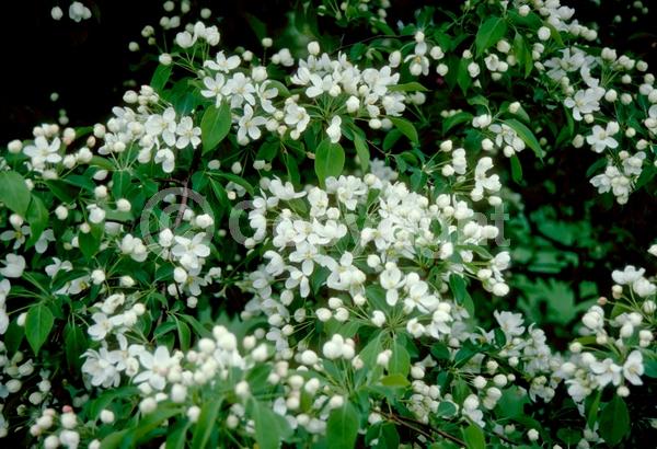 White blooms; Deciduous; Broadleaf