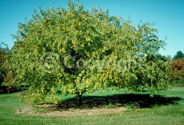 White blooms; Deciduous; Broadleaf