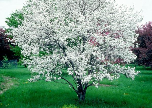 White blooms; Deciduous; Broadleaf