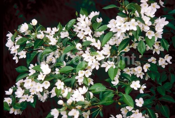 White blooms; Deciduous; Broadleaf