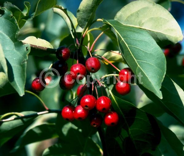 White blooms; Deciduous; Broadleaf