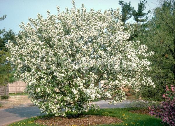 White blooms; Deciduous; Broadleaf