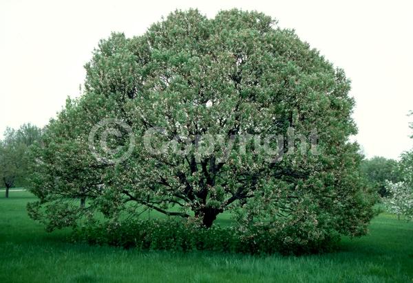 White blooms; Deciduous; Broadleaf