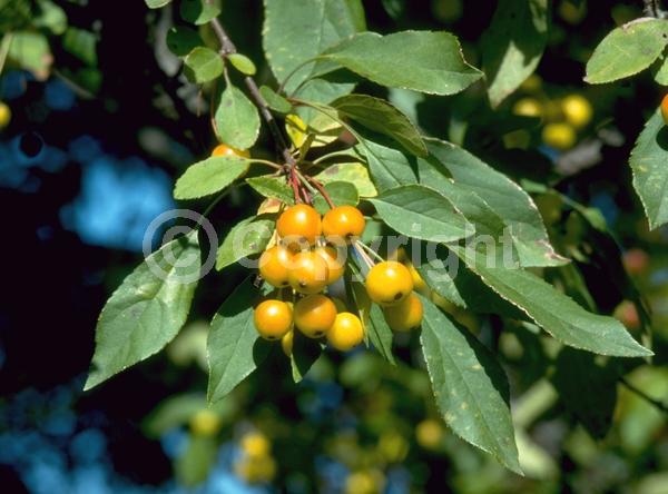 White blooms; Pink blooms; Deciduous; Broadleaf