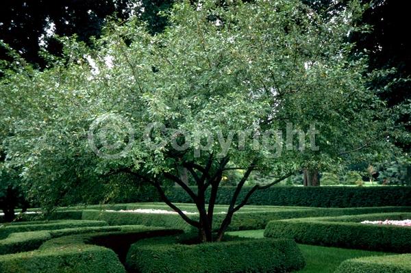 White blooms; Pink blooms; Deciduous; Broadleaf