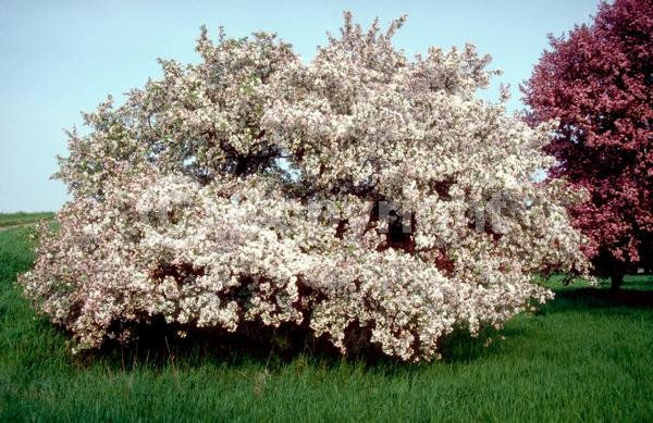 White blooms; Pink blooms; Deciduous; Broadleaf