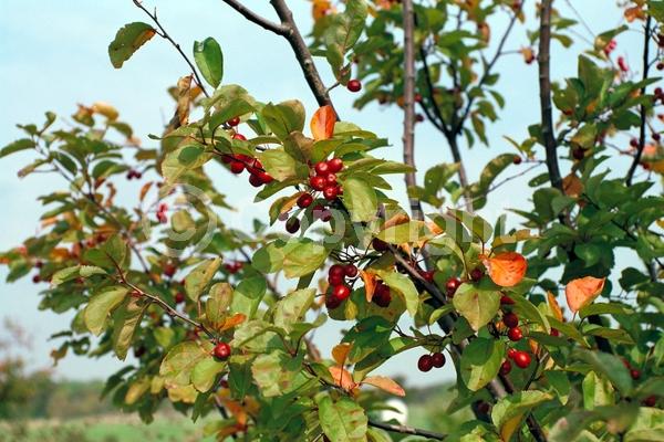 White blooms; Pink blooms; Deciduous; Broadleaf