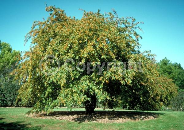 White blooms; Pink blooms; Deciduous; Broadleaf