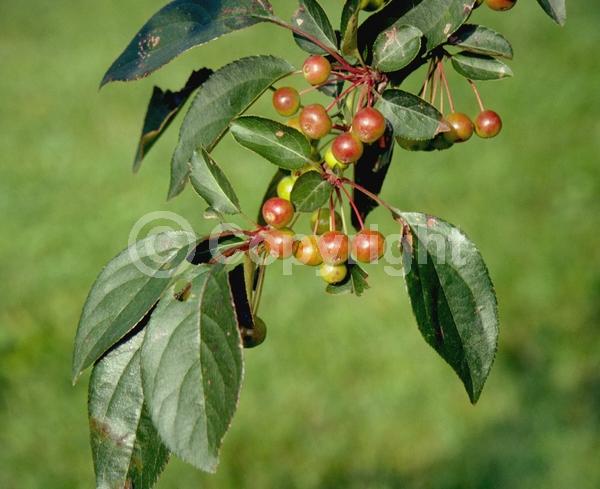 White blooms; Pink blooms; Deciduous; Broadleaf