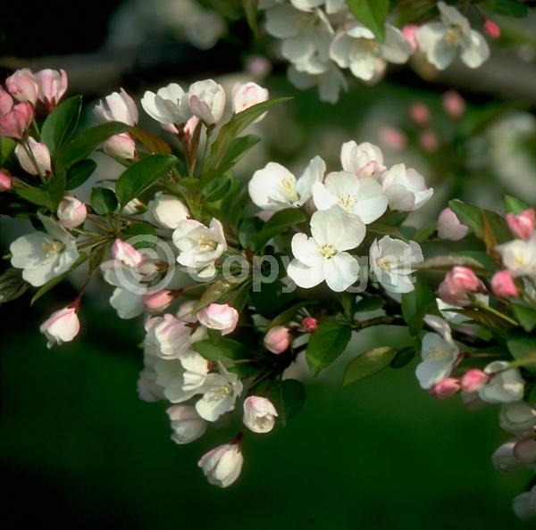 White blooms; Pink blooms; Deciduous; Broadleaf