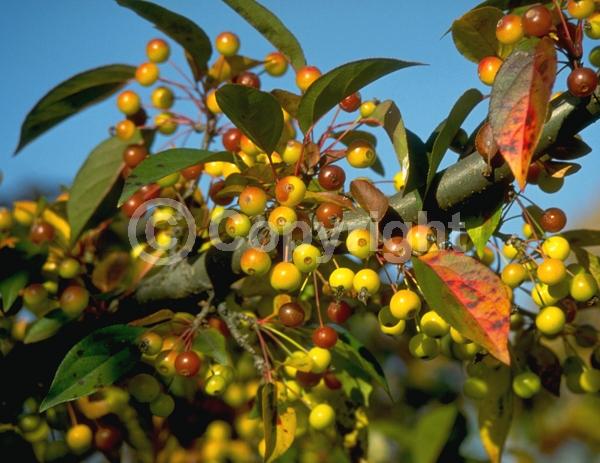 White blooms; Pink blooms; Deciduous; Broadleaf