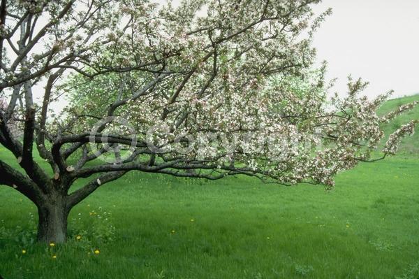 White blooms; Pink blooms; Deciduous; Broadleaf