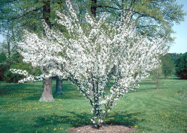 White blooms; Pink blooms; Deciduous; Broadleaf