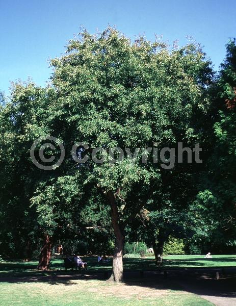 White blooms; Pink blooms; Deciduous; Broadleaf