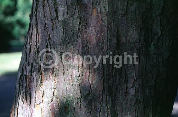 White blooms; Pink blooms; Deciduous; Broadleaf