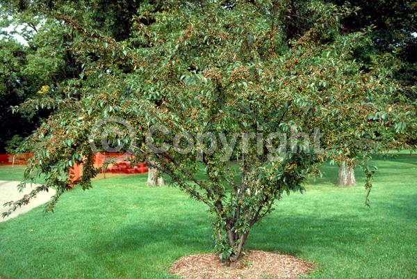 White blooms; Pink blooms; Deciduous; Broadleaf