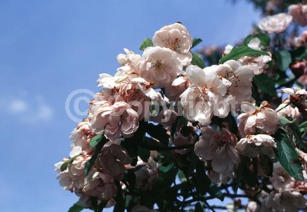 White blooms; Pink blooms; Deciduous; Broadleaf; North American Native