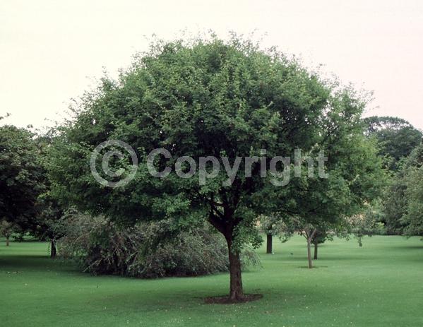 White blooms; Deciduous; Broadleaf
