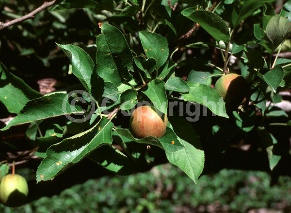 White blooms; Deciduous
