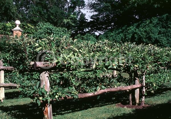 White blooms; Deciduous