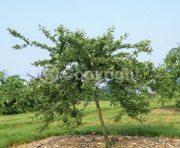 White blooms; Deciduous; Broadleaf