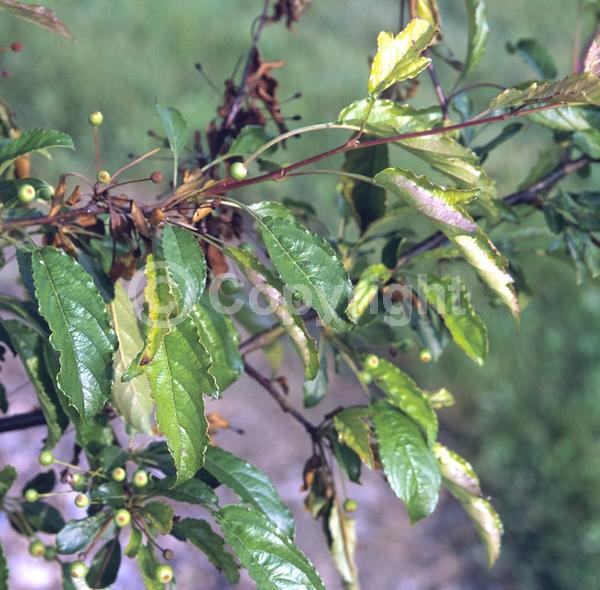 White blooms; Deciduous