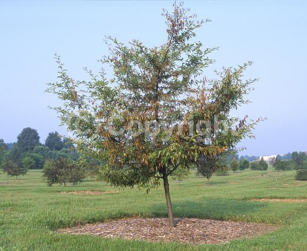 White blooms; Deciduous