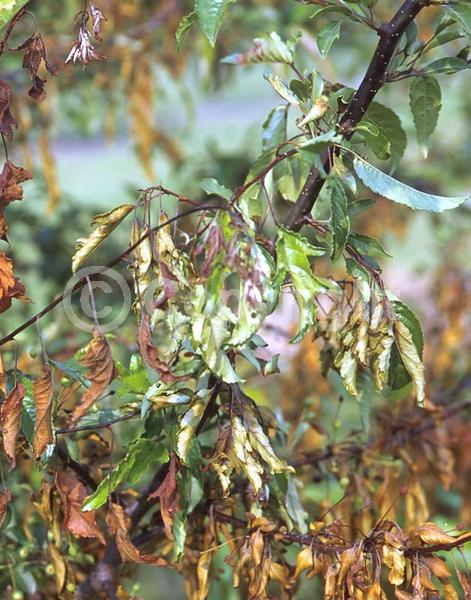 White blooms; Deciduous