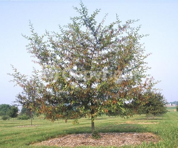 White blooms; Deciduous