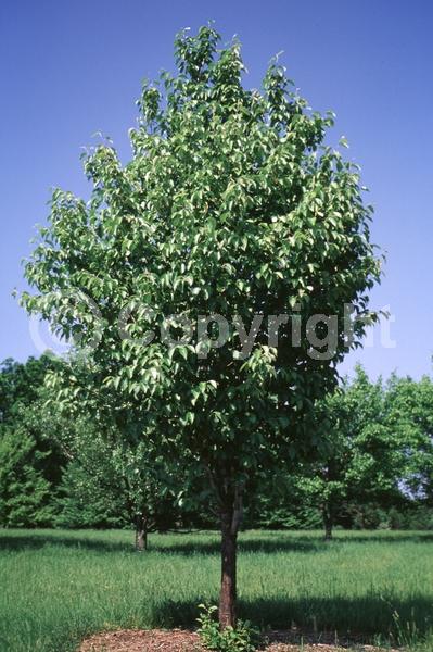 White blooms; Pink blooms; Deciduous; Broadleaf