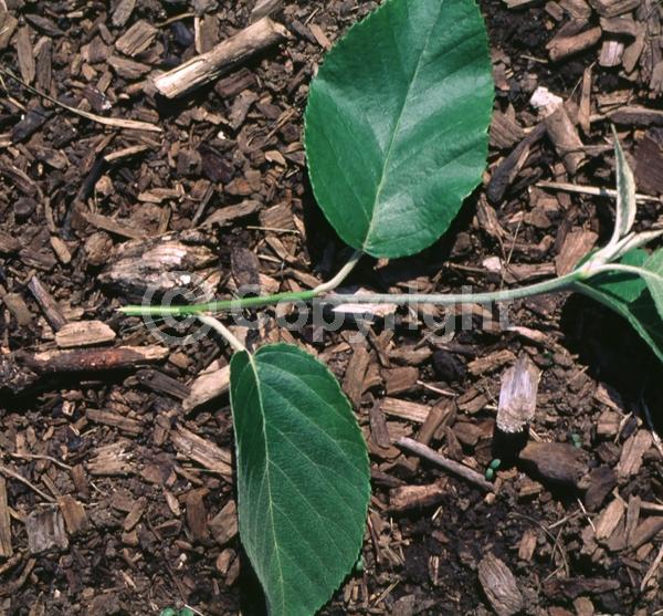 White blooms; Pink blooms; Deciduous; Broadleaf
