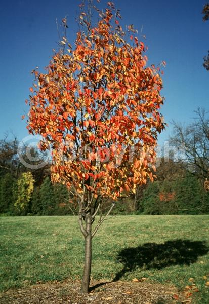 White blooms; Pink blooms; Deciduous; Broadleaf