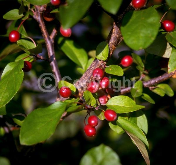 Pink blooms; Deciduous; Broadleaf