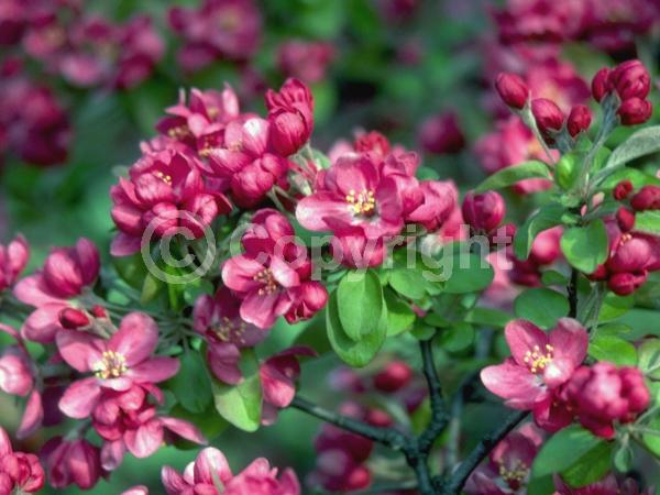 Pink blooms; Deciduous; Broadleaf