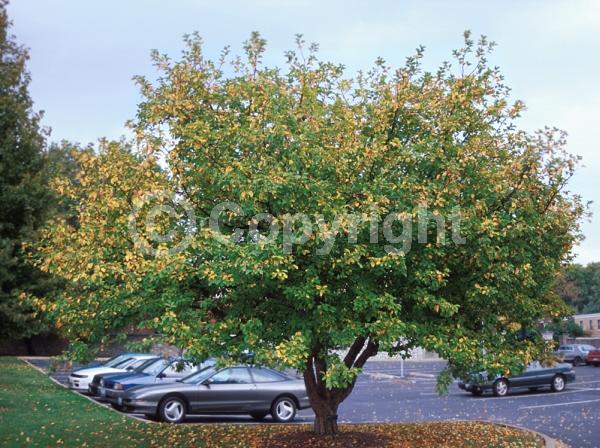Pink blooms; Deciduous; Broadleaf