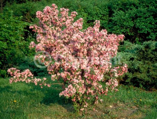 Pink blooms; Deciduous; Broadleaf