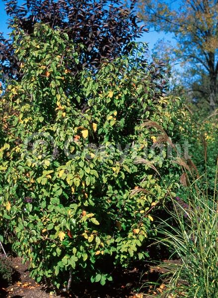 Red blooms; White blooms; Pink blooms; Deciduous; Broadleaf