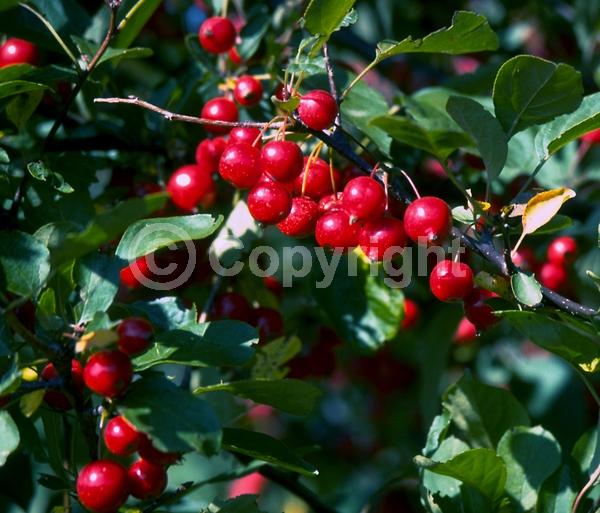 White blooms; Pink blooms; Deciduous; Broadleaf