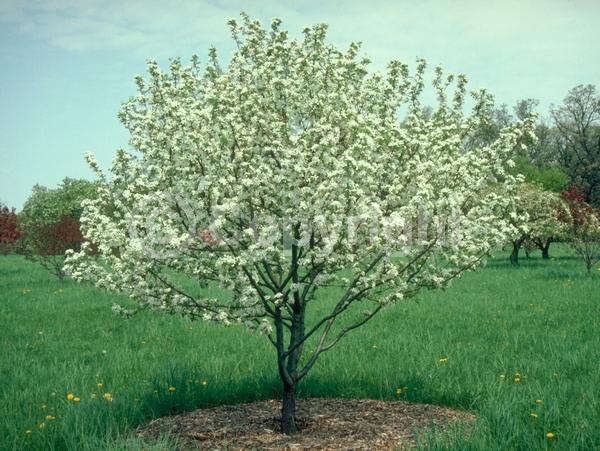 White blooms; Pink blooms; Deciduous; Broadleaf